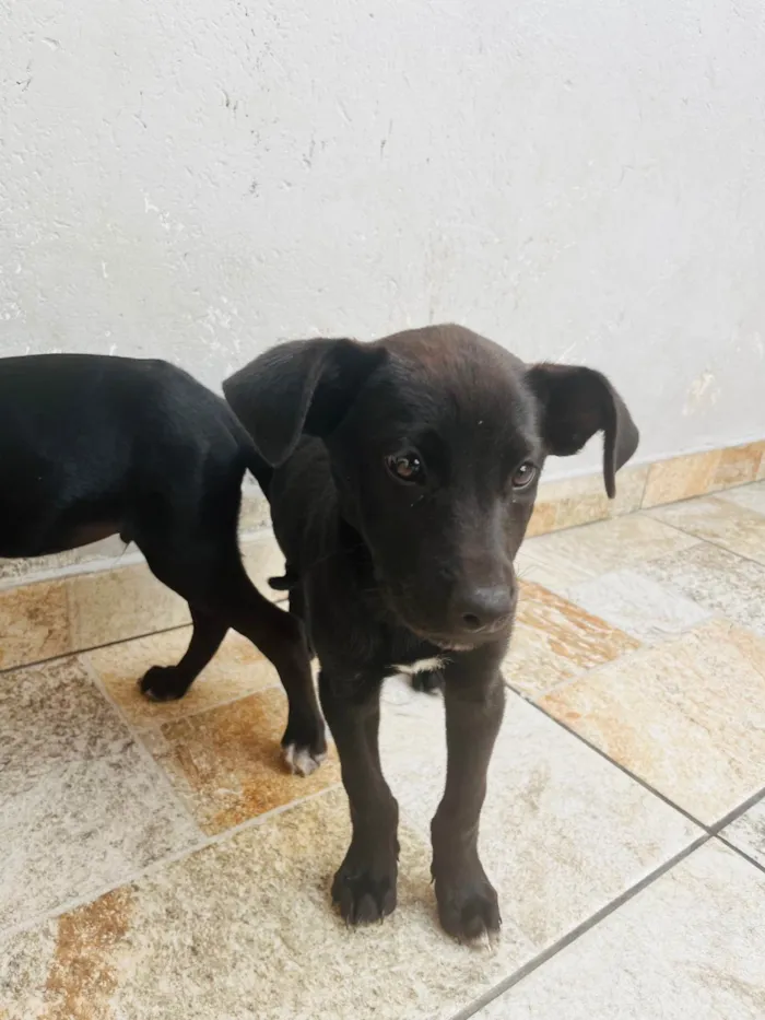 Cachorro ra a SRD-ViraLata idade 2 a 6 meses nome Não tenho 