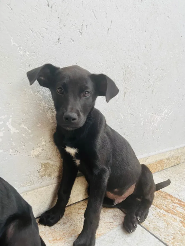 Cachorro ra a SRD-ViraLata idade 2 a 6 meses nome Não tenho 