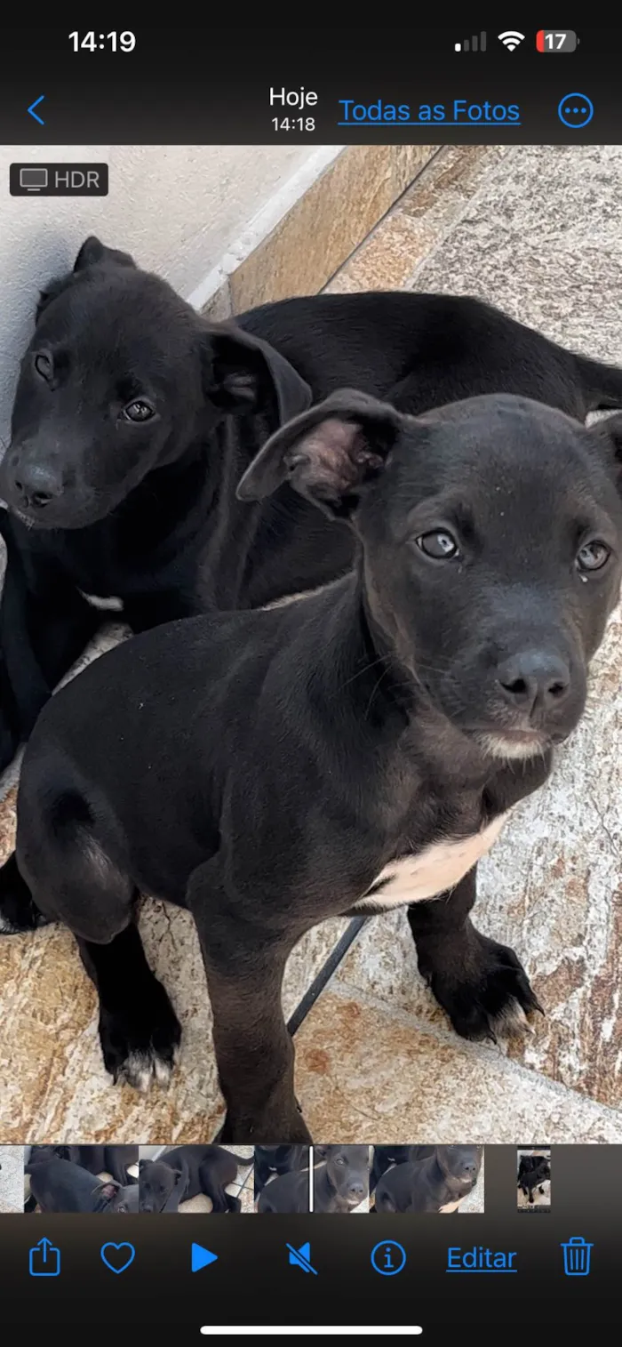 Cachorro ra a SRD-ViraLata idade 2 a 6 meses nome Não tenho 