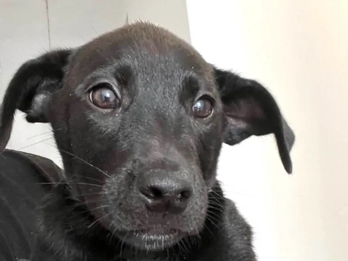 Cachorro ra a SRD-ViraLata idade 2 a 6 meses nome Não tenho 