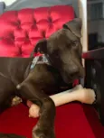 Gilda - Mix de Staffordshire Bull terrier