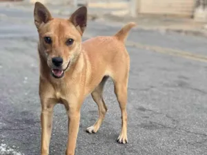 Cachorro raça SRD-ViraLata idade 1 ano nome Mel 