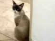 Frutinha