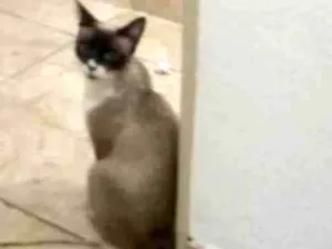 Gato raça SRD-ViraLata idade 2 anos nome Frutinha