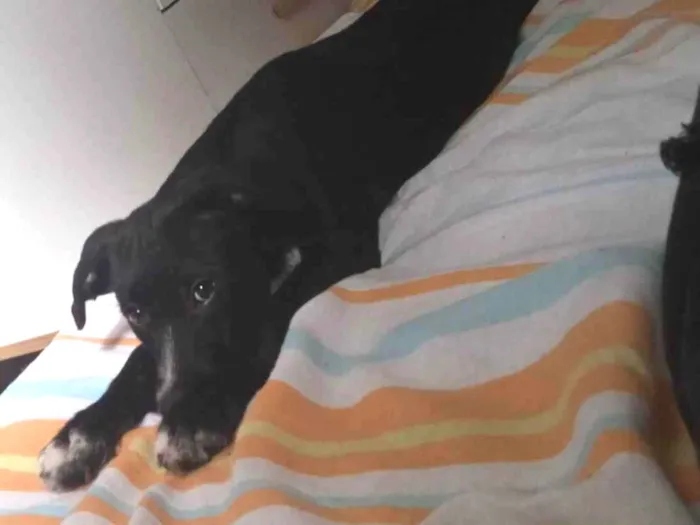 Cachorro ra a SRD-ViraLata idade 2 a 6 meses nome skunk