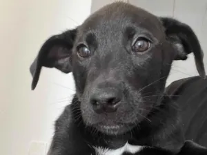 Cachorro raça SRD-ViraLata idade 2 a 6 meses nome Não tenho 