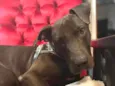 Gilda - Mix de Staffordshire Bull terrier