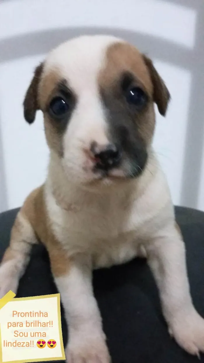 Cachorro ra a  idade Abaixo de 2 meses nome Sem nome