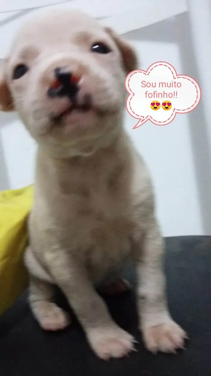 Cachorro ra a  idade Abaixo de 2 meses nome Sem nome 