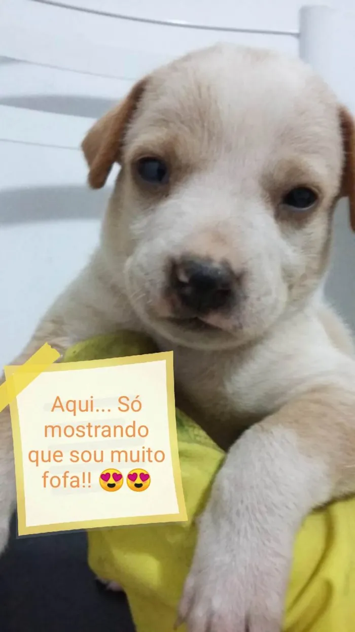 Cachorro ra a  idade Abaixo de 2 meses nome Sem nome