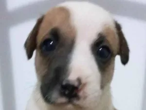 Cachorro raça  idade Abaixo de 2 meses nome Sem nome