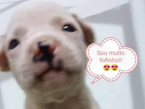 Cachorro raça  idade Abaixo de 2 meses nome Sem nome 