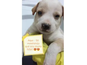 Cachorro raça  idade Abaixo de 2 meses nome Sem nome