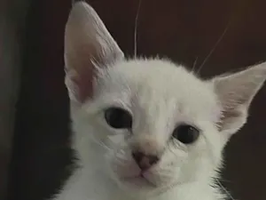 Gato raça Siamês  idade Abaixo de 2 meses nome Florzinha