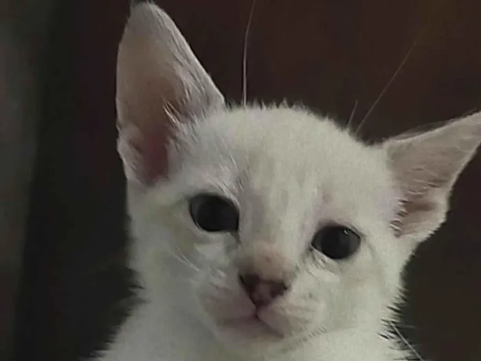 Gato ra a Siamês  idade Abaixo de 2 meses nome Florzinha