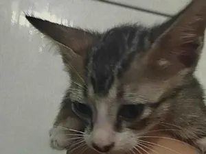 Gato raça Não sei idade Abaixo de 2 meses nome Nicolly