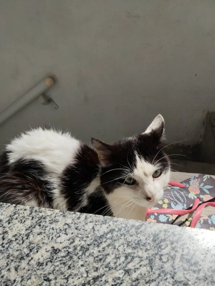 Gato ra a  idade 4 anos nome Não tem nome 