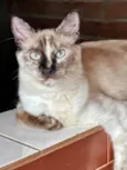 Mia