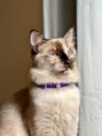 Mia