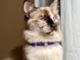 Mia