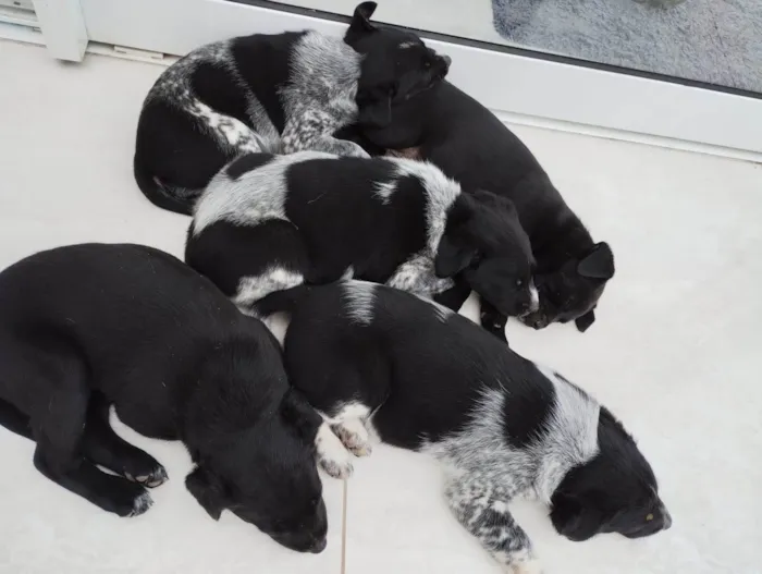 Cachorro ra a SRD idade Abaixo de 2 meses nome Bisa
