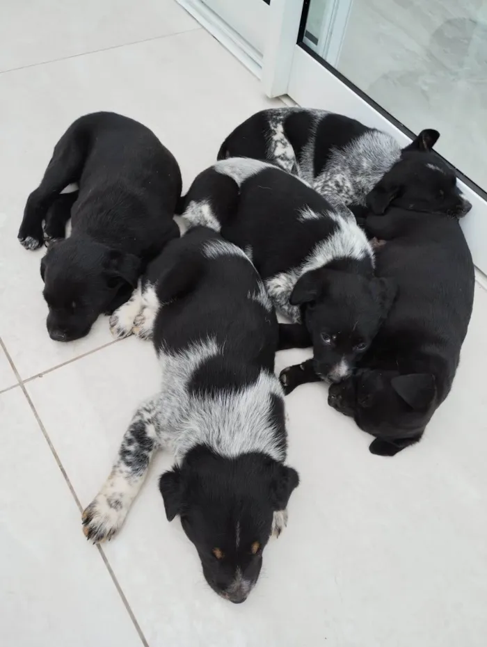 Cachorro ra a SRD idade Abaixo de 2 meses nome Bisa