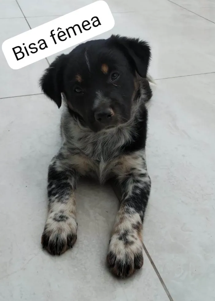 Cachorro ra a SRD idade Abaixo de 2 meses nome Bisa