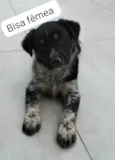 Bisa