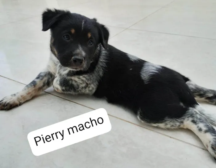 Cachorro ra a SRD idade Abaixo de 2 meses nome Bisa