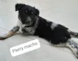 Bisa