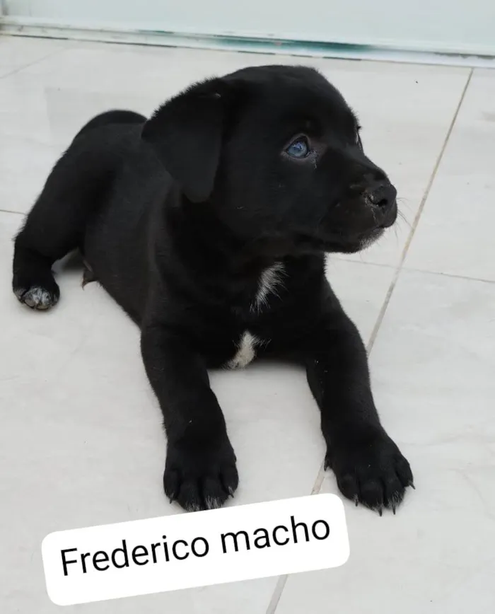 Cachorro ra a SRD idade Abaixo de 2 meses nome Bisa