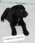Bisa