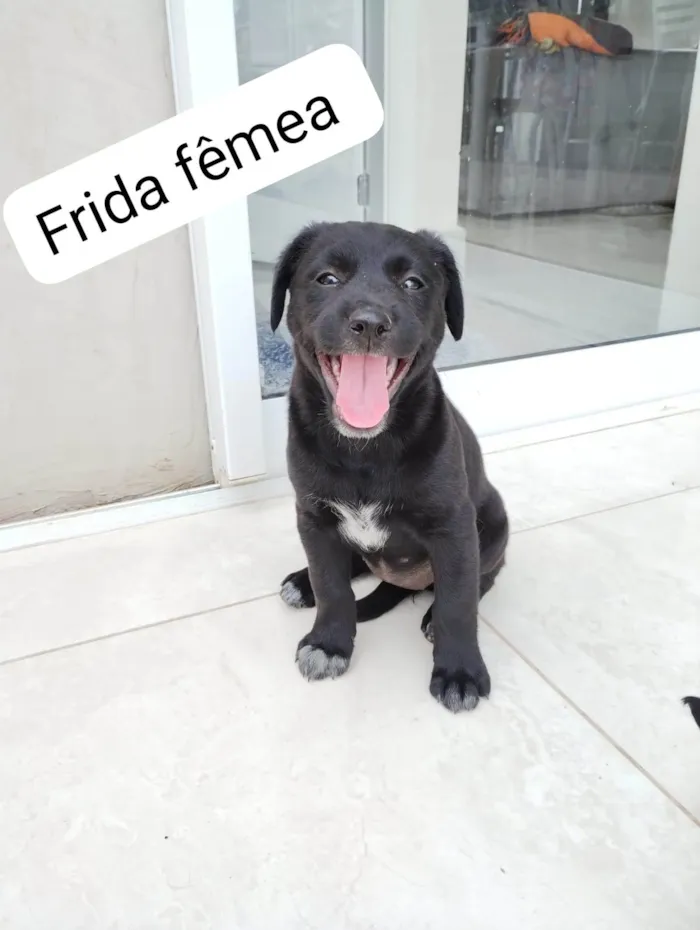 Cachorro ra a SRD idade Abaixo de 2 meses nome Bisa