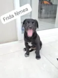 Bisa