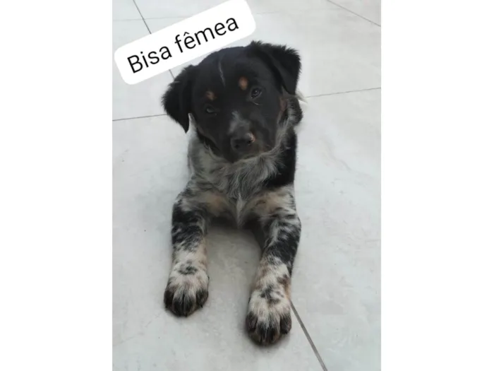 Cachorro ra a SRD idade Abaixo de 2 meses nome Bisa
