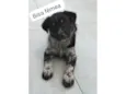 Bisa