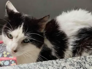 Gato raça  idade 4 anos nome Não tem nome 