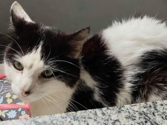 Gato ra a  idade 4 anos nome Não tem nome 