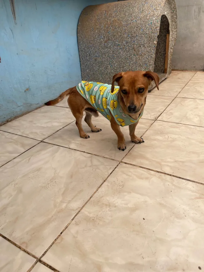 Cachorro ra a SRD-ViraLata idade 1 ano nome Caramelo 