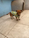 Caramelo