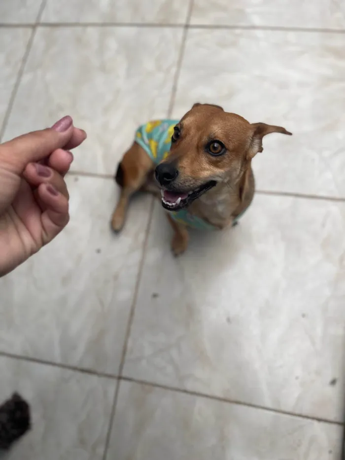 Cachorro ra a SRD-ViraLata idade 1 ano nome Caramelo 