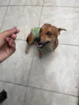 Caramelo