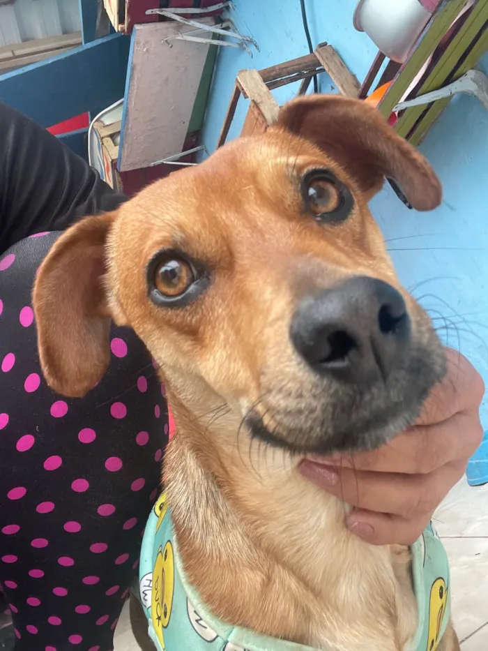 Cachorro ra a SRD-ViraLata idade 1 ano nome Caramelo 