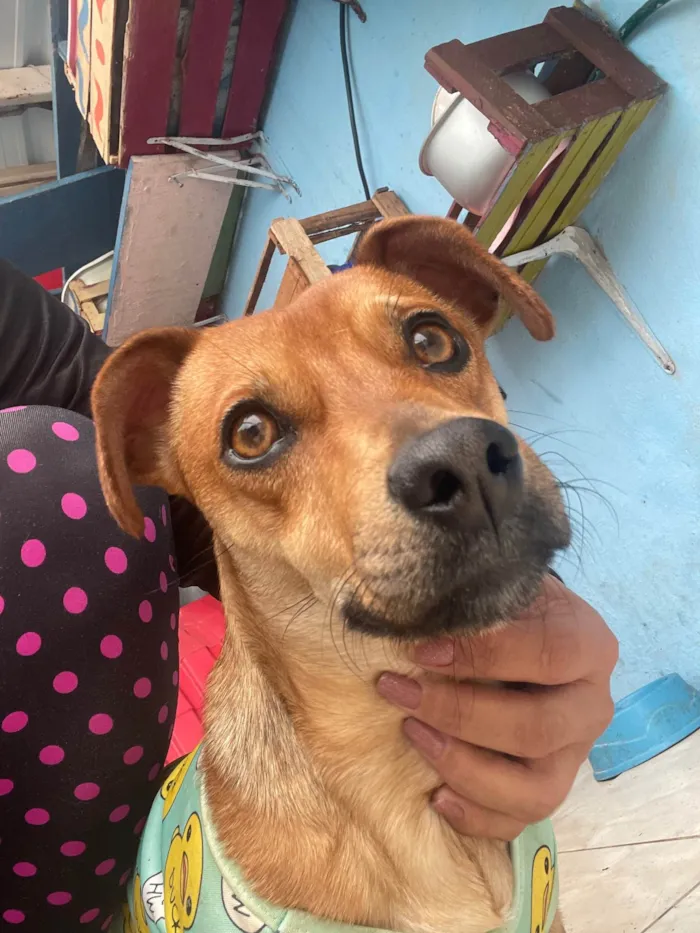 Cachorro ra a SRD-ViraLata idade 1 ano nome Caramelo 