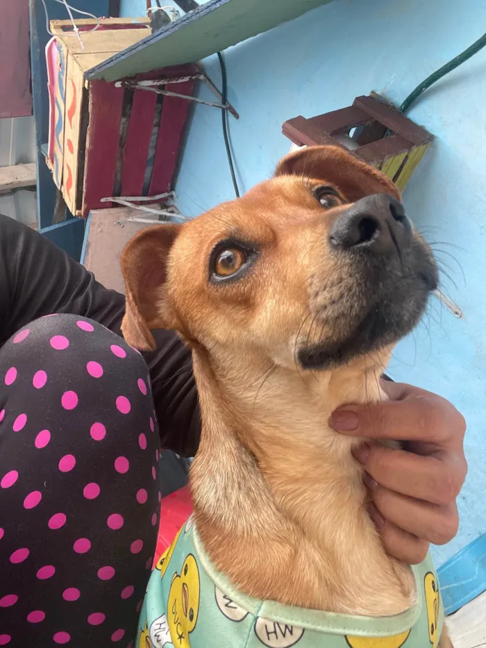 Cachorro ra a SRD-ViraLata idade 1 ano nome Caramelo 