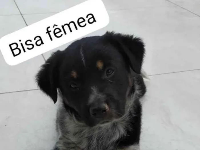 Cachorro ra a SRD idade Abaixo de 2 meses nome Bisa