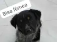 Bisa