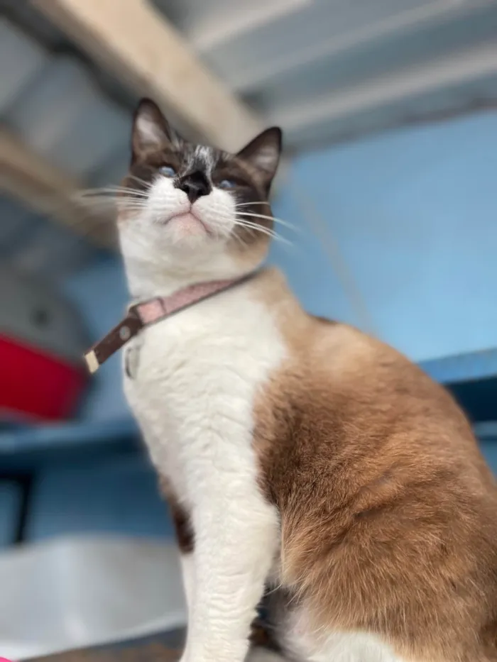 Gato ra a SRD-ViraLata idade 1 ano nome Amora