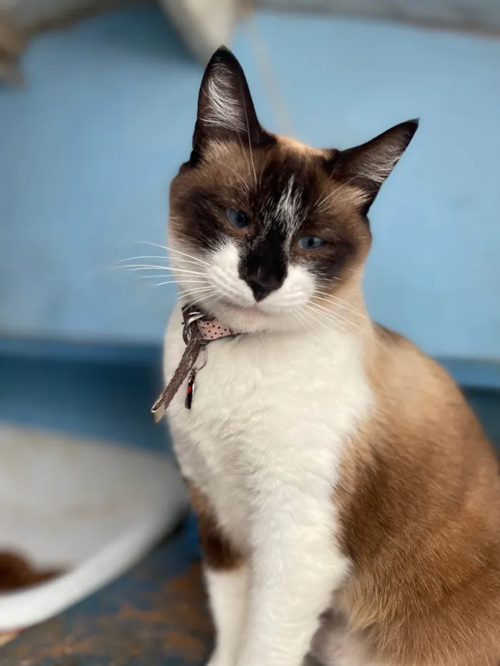 Gato ra a SRD-ViraLata idade 1 ano nome Amora