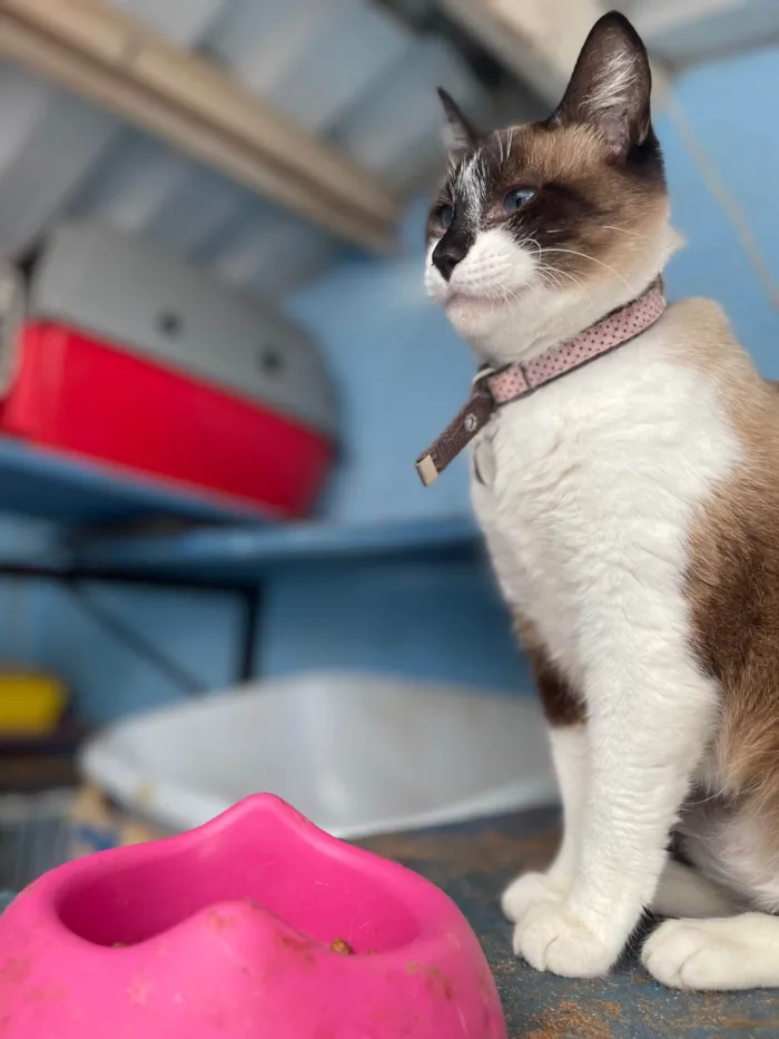 Gato ra a SRD-ViraLata idade 1 ano nome Amora